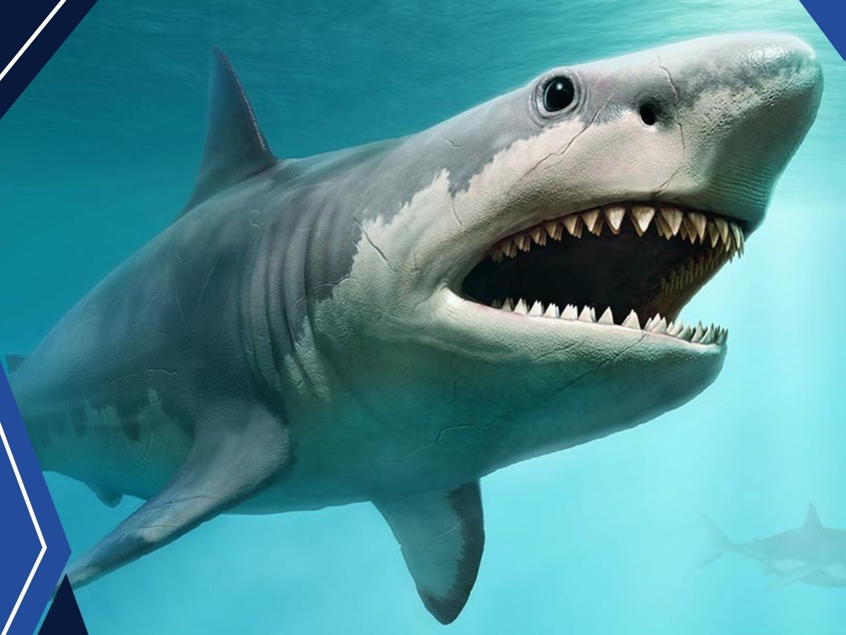 The Top 10 Biggest Sharks In The World + Their Image And Features - Top ...